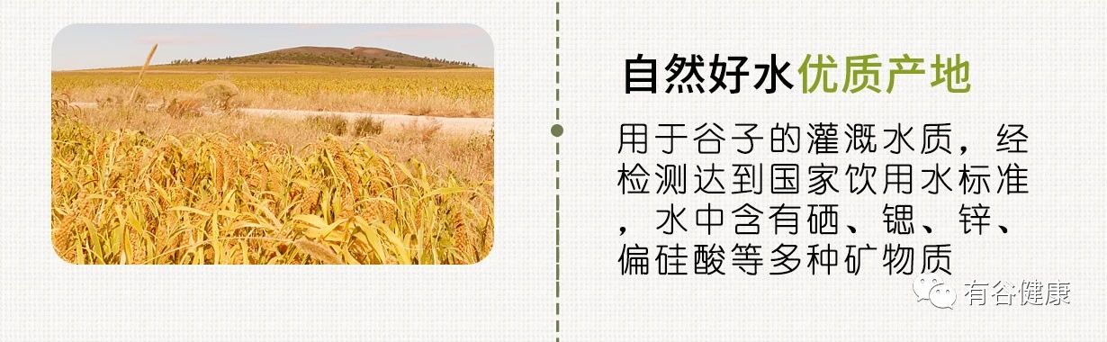 原生態(tài)粗糧小米.jpg